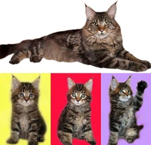 ПРЕДЛАГАЕМ КОТЯТ МЕЙН КУН Лучшие котята мраморных окрасов ПРЕДЛАГАЕМ КОТЯТ МЕЙН КУН Лучшие котята мраморных окрасов