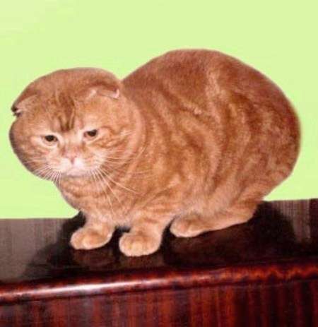 ВЯЗКА Вислоухий кот Красный мраморный ВЯЗКА Вислоухий кот Красный мраморный