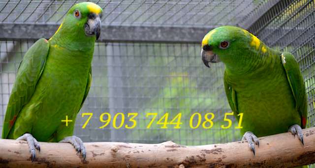 Желтошейный амазон (Amazona auropalliata) выкормыши из питомника Желтошейный амазон (Amazona auropalliata) выкормыши из питомника