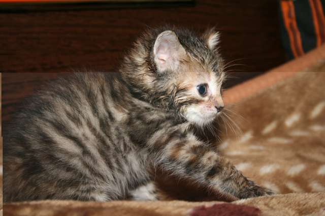 Маленькие котята,возраст 1,5 месяца Маленькие котята,возраст 1,5 месяца
