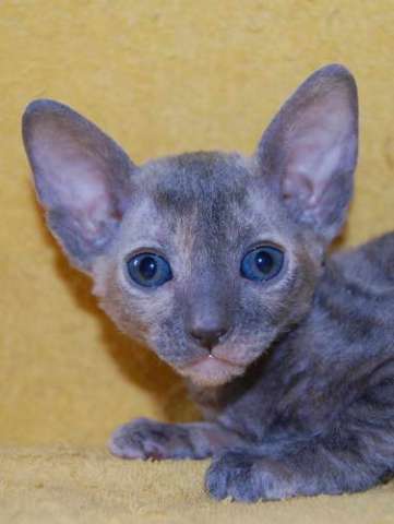 Корниш рекс - кудрявые котята. Корниш рекс - кудрявые котята.