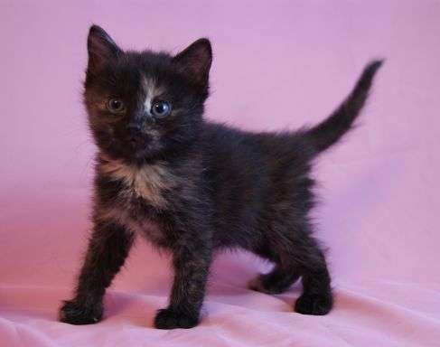 2 котенка черепахового окраса, 1.5 мес в добрые руки! 2 котенка черепахового окраса, 1.5 мес в добрые руки!