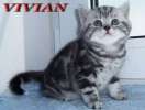 Британские  мраморные котята  из Московского питомника VIVIAN.