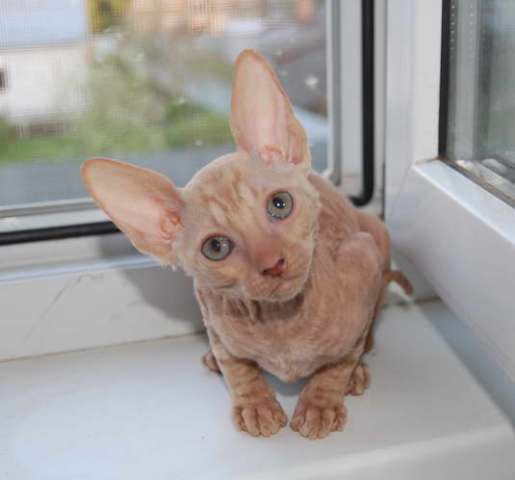 Корниш рекс - кудрявые котята. Корниш рекс - кудрявые котята.