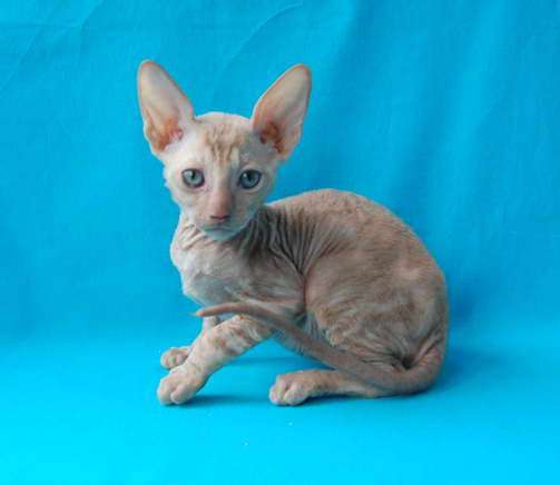 Корниш рекс - кудрявые котята. Корниш рекс - кудрявые котята.