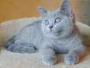 Предлагаем шотландских котят голубого окраса .