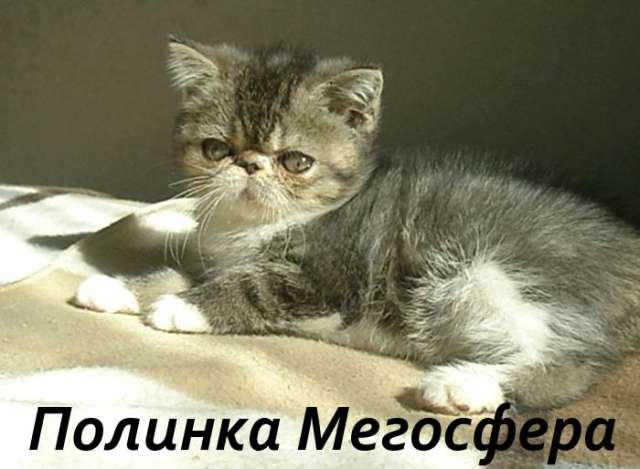 Экзотическая кошечка Экзотическая кошечка