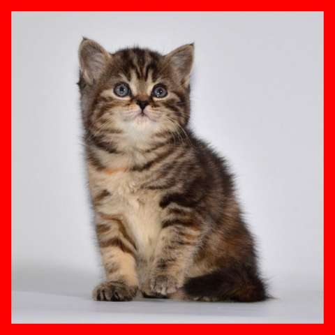 Шотландские котята Шотландские котята