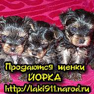 Щенки Йоркширского терьера 2 мальчика и 1 девочка мини ПРОДАЁТСЯ! Щенки Йоркширского терьера 2 мальчика и 1 девочка мини ПРОДАЁТСЯ!