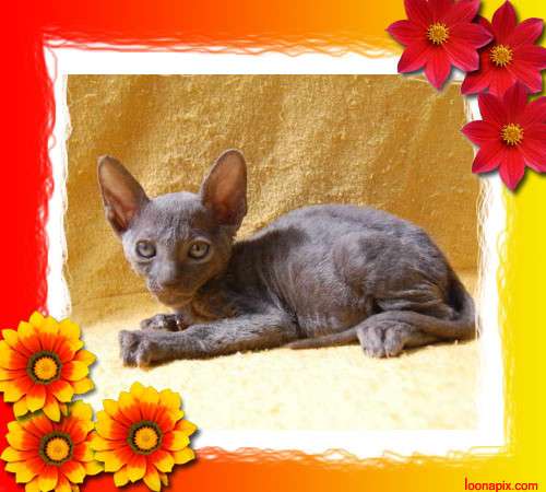 Корниш рекс - кудрявые котята. Корниш рекс - кудрявые котята.