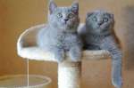 Предлагаем шотландских котят голубого окраса .