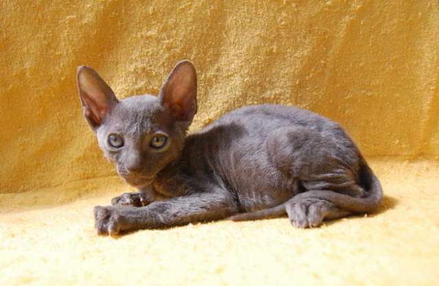 Корниш рекс - кудрявые котята. Корниш рекс - кудрявые котята.