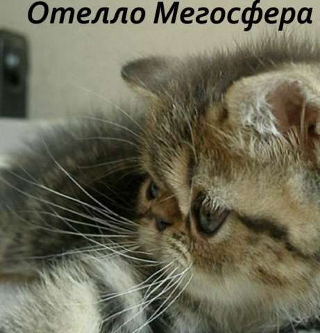 Экзотический котик Отелло Экзотический котик Отелло