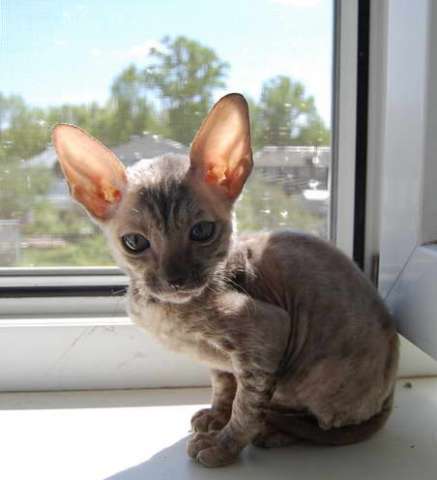 Корниш рекс - кудрявые котята. Корниш рекс - кудрявые котята.