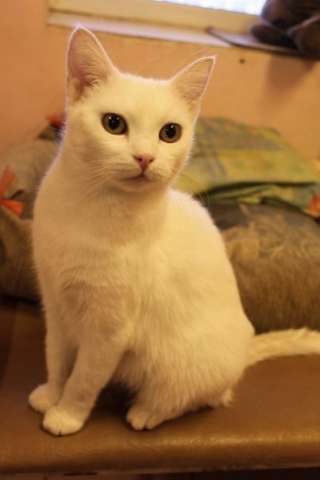 Ищет хозяев кошка Белочка. Ищет хозяев кошка Белочка.