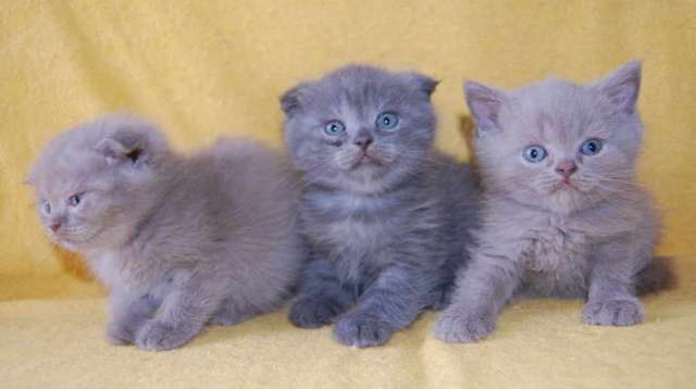 Шотландские котята 3000 руб. Шотландские котята 3000 руб.