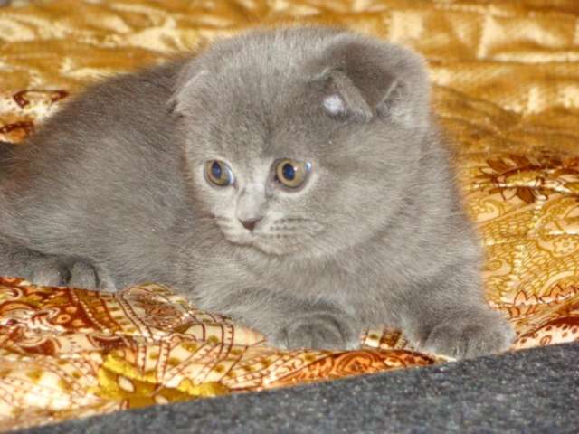 шотландские вислоухие котята шотландские вислоухие котята
