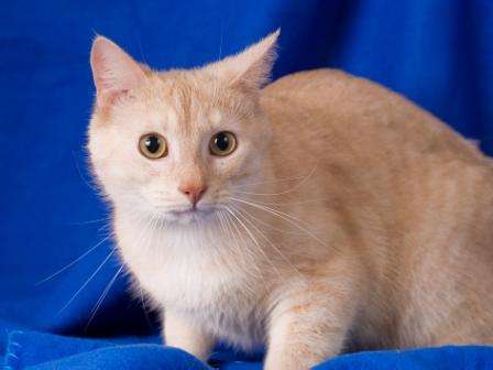 Котик персикового окраса в дар! Котик персикового окраса в дар!
