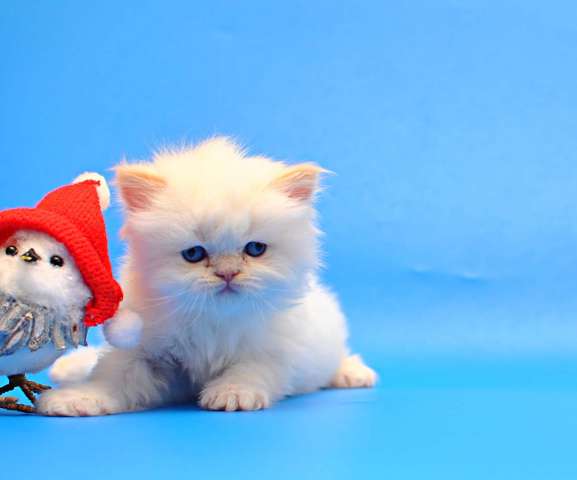 Котята Шотландские фолд и страйт Котята Шотландские фолд и страйт