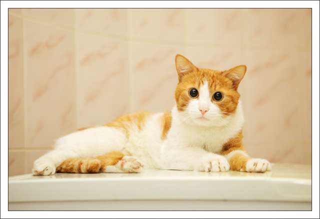 рыжий кот рыжий кот