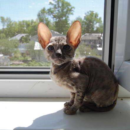Корниш рекс - кудрявые котята. Корниш рекс - кудрявые котята.