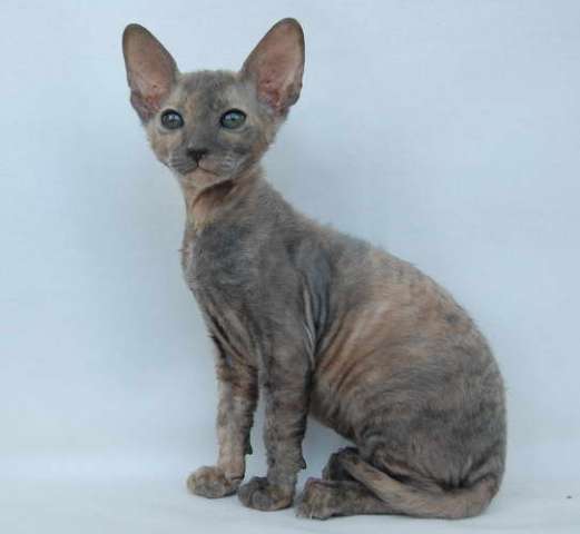 Корниш рекс - кудрявые котята. Корниш рекс - кудрявые котята.