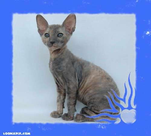 Корниш рекс - кудрявые котята. Корниш рекс - кудрявые котята.