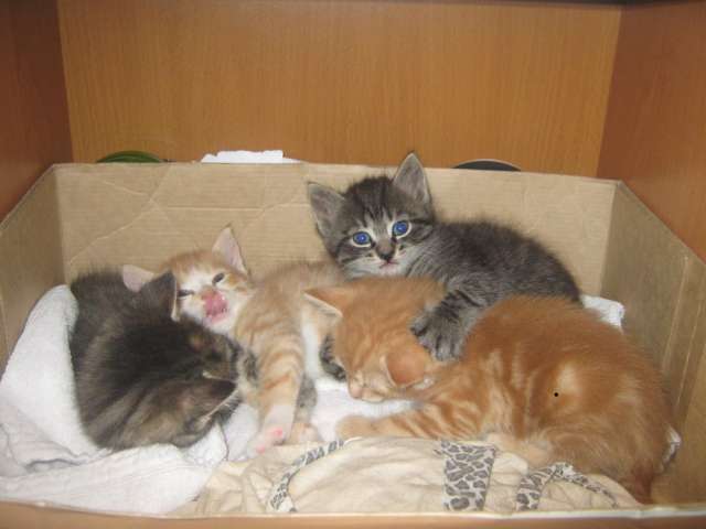 Отдадим 4х замечательных котят Отдадим 4х замечательных котят