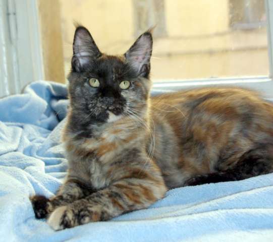 Мейн кун котята Мейн кун котята