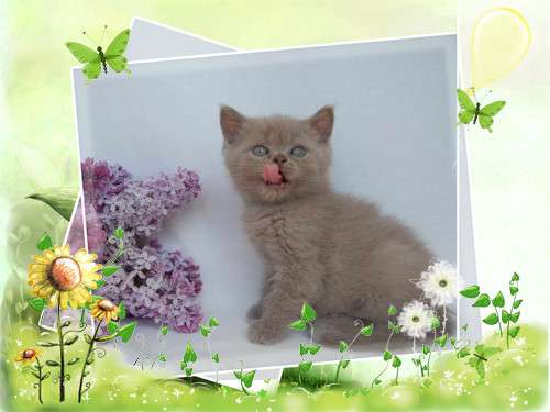 Шотландские котята 3000 руб. Шотландские котята 3000 руб.
