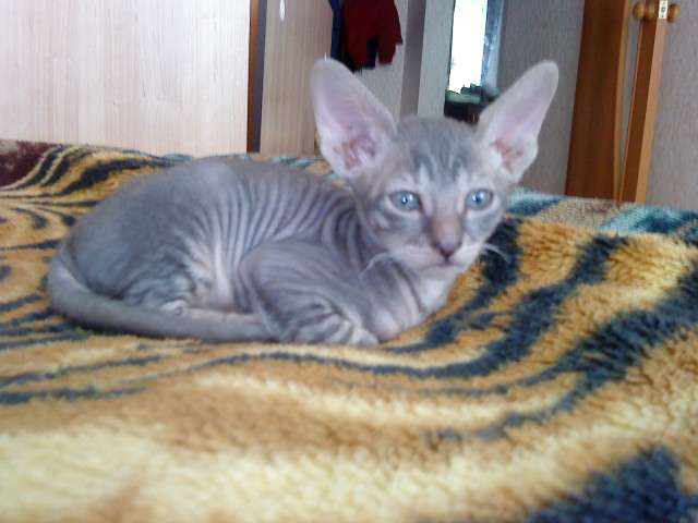 Котята Корниш-рексы Котята Корниш-рексы