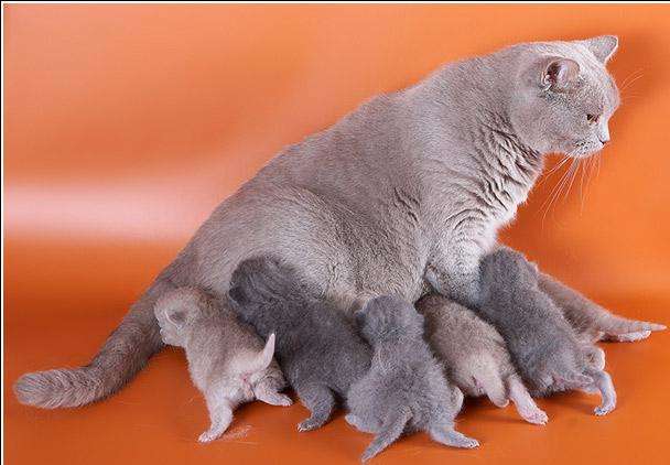 КОТЯТ МНОГО! ТОЛЬКО ОДИН ИЗ НИХ-ВАШ! КОТЯТ МНОГО! ТОЛЬКО ОДИН ИЗ НИХ-ВАШ!