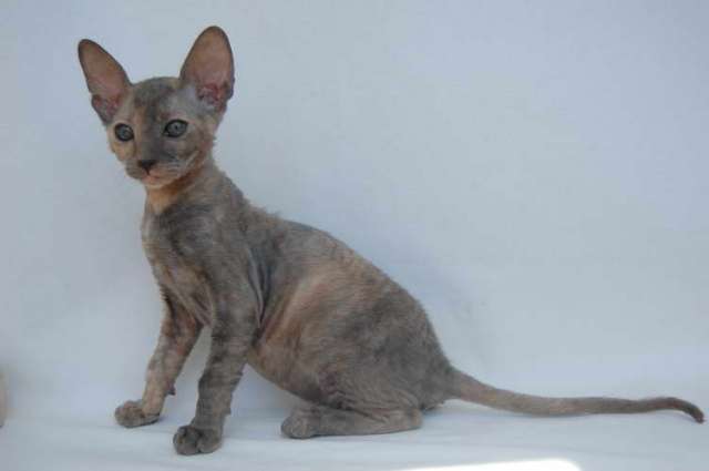 Корниш рекс - кудрявые котята. Корниш рекс - кудрявые котята.
