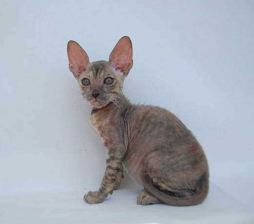 Корниш рекс - кудрявые котята. Корниш рекс - кудрявые котята.
