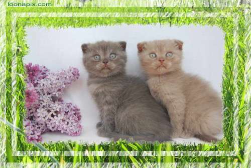 Корниш рекс - кудрявые котята. Корниш рекс - кудрявые котята.