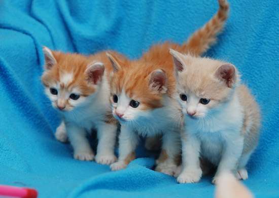 В дар котята мальчики! 2 мес. В дар котята мальчики! 2 мес.