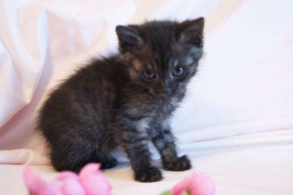 Уникальный котенок окраса «черный дым», девочка, 1 мес! Уникальный котенок окраса «черный дым», девочка, 1 мес!