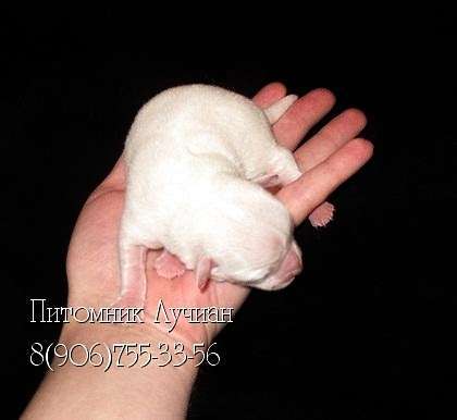 Купить чихуахуа, продажа щенков из питомника. Купить чихуахуа, продажа щенков из питомника.
