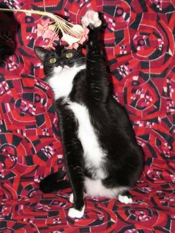 Кота в хорошие руки!) Кота в хорошие руки!)