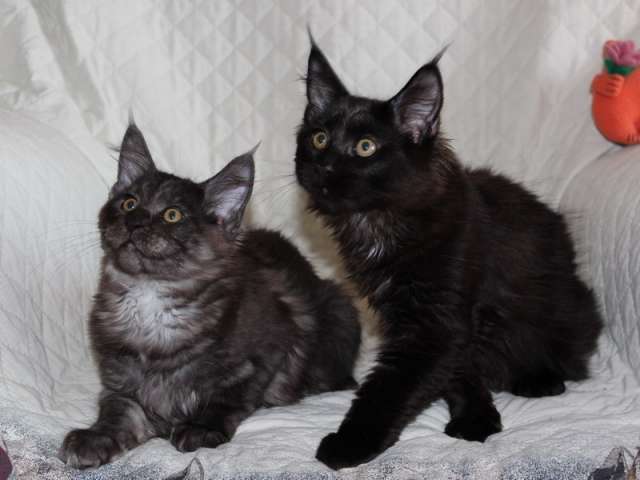 Котята Мейн кун Вязка с котом Мейн кун ECH Котята Мейн кун Вязка с котом Мейн кун ECH