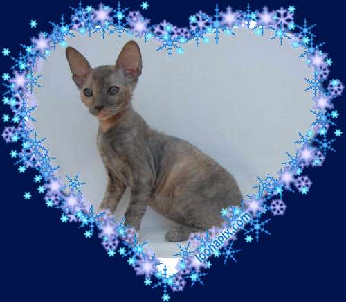Корниш рекс - кудрявые котята.5000 руб. Корниш рекс - кудрявые котята.5000 руб.