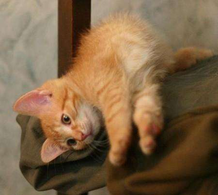 4 рыжих котенка, 2 мес. в дар! 4 рыжих котенка, 2 мес. в дар!