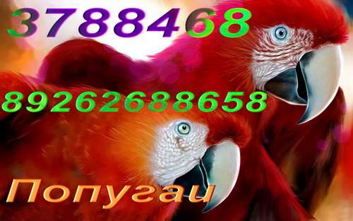 Попугаи - дикие , голодные, ( природники), но есть "Ручные", "Говорящие" Попугаи - дикие , голодные, ( природники), но есть "Ручные", "Говорящие"