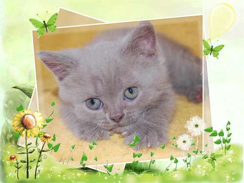 Корниш рекс - кудрявые котята. Корниш рекс - кудрявые котята.