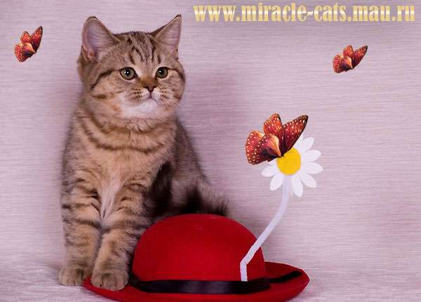 ПОДАРИТЕ КОТЁНКА ДЛЯ СВОИХ ЛЮБИМЫХ ! ПОДАРИТЕ КОТЁНКА ДЛЯ СВОИХ ЛЮБИМЫХ !
