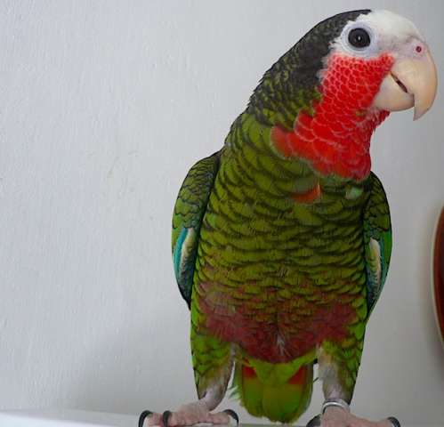 Кубинский амазон (Amazona leucocephala) ручные птенцы из питомника Кубинский амазон (Amazona leucocephala) ручные птенцы из питомника