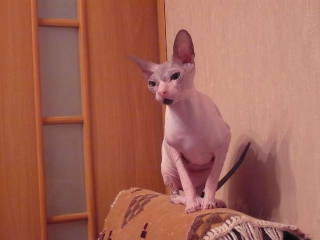 отдам кошку в дар отдам кошку в дар