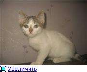 Котенок в дар Котенок в дар