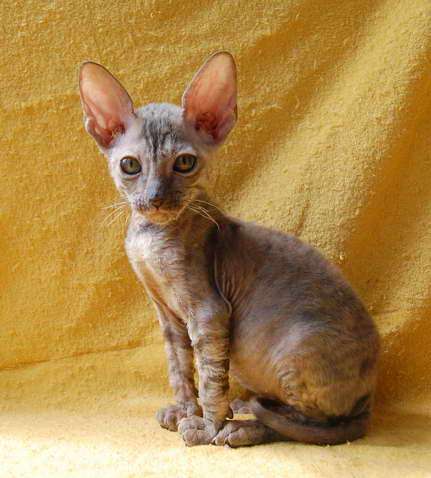 Корниш рекс - кудрявые котята.5000 руб. Корниш рекс - кудрявые котята.5000 руб.