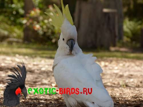 Экзотические пернатые Экзотические пернатые